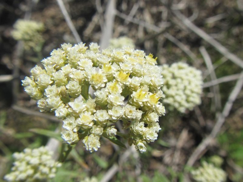 Helichrysum helianthemifolium, photographed by douglaseustonbrown