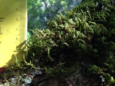 Neckera californica, photographed by Ken-ichi Ueda