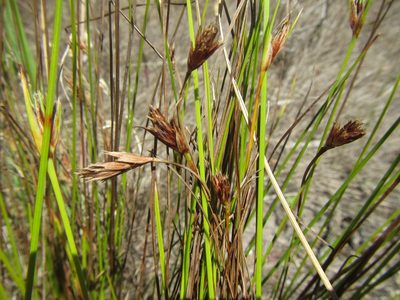 Ficinia fastigiata, photographed by douglaseustonbrown