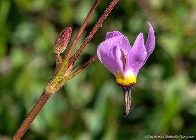 Primula jeffreyi, photographed by Tim Messick
