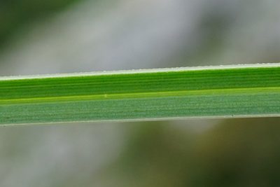 Sesleria sadleriana, photographed by Patrick Hacker