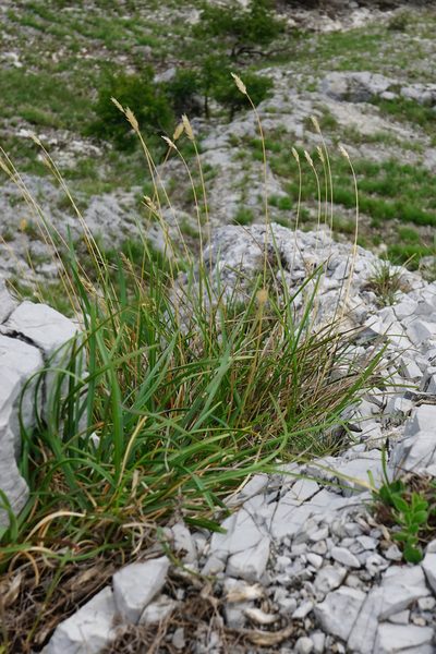 Sesleria sadleriana, photographed by Patrick Hacker