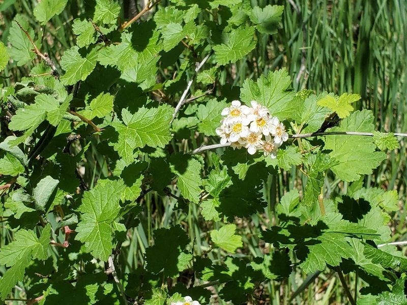 Physocarpus monogynus, photographed by Craig Martin