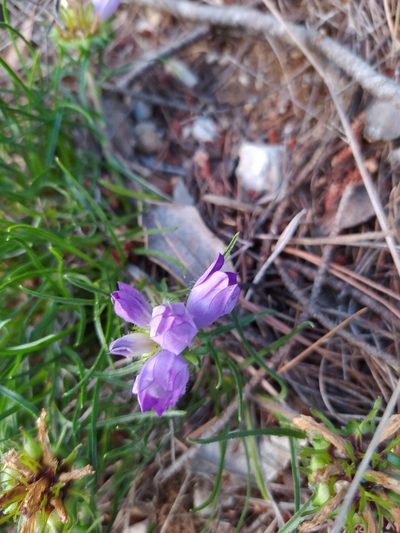 Edraianthus tenuifolius, photographed by viridian