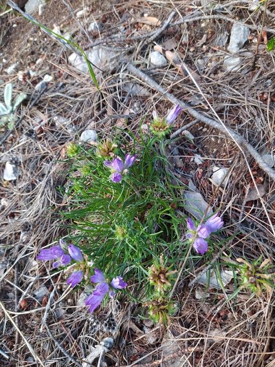 Edraianthus tenuifolius, photographed by viridian