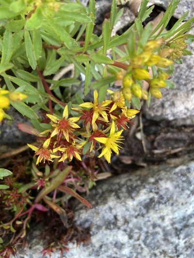 Phedimus kamtschaticus, photographed by Peter Gabler