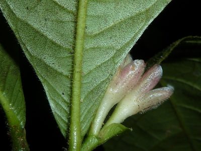 Ravenia spectabilis, photographed by Eduardo Chacón Madrigal