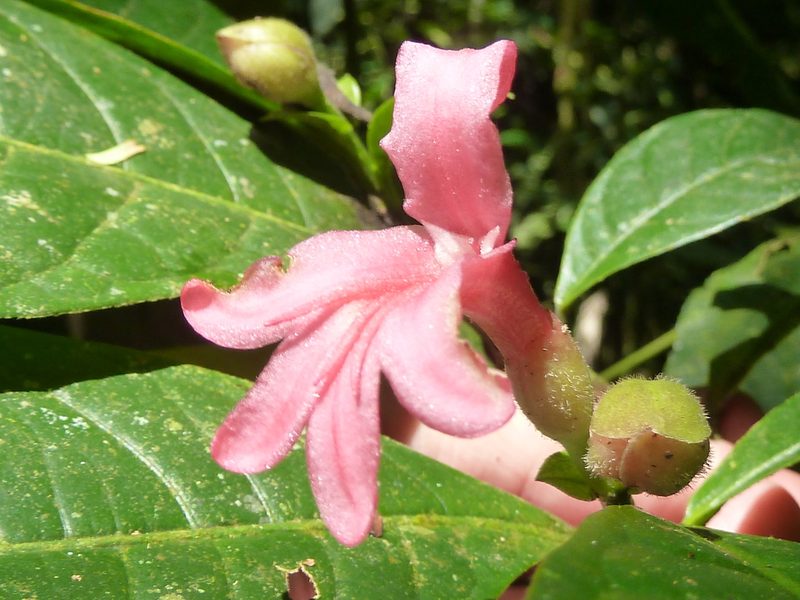 Ravenia spectabilis, photographed by Eduardo Chacón Madrigal