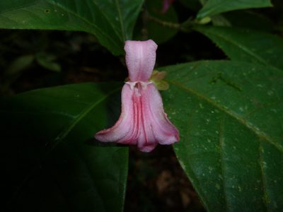 Ravenia spectabilis, photographed by Eduardo Chacón Madrigal