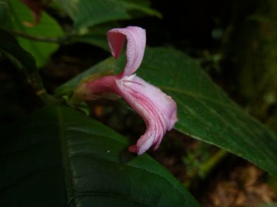 Ravenia spectabilis, photographed by Eduardo Chacón Madrigal