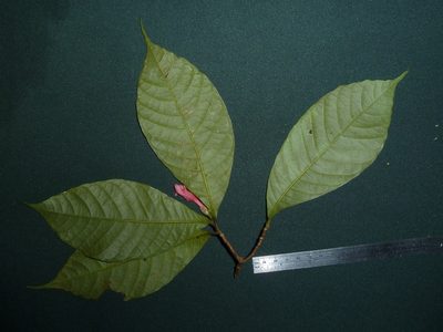 Ravenia spectabilis, photographed by Eduardo Chacón Madrigal