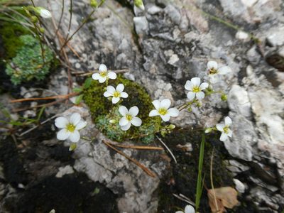 Saxifraga caesia, photographed by Philipp Pavelka