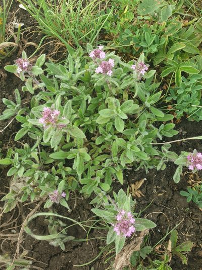 Thymus markhotensis, photographed by Алена Ручка