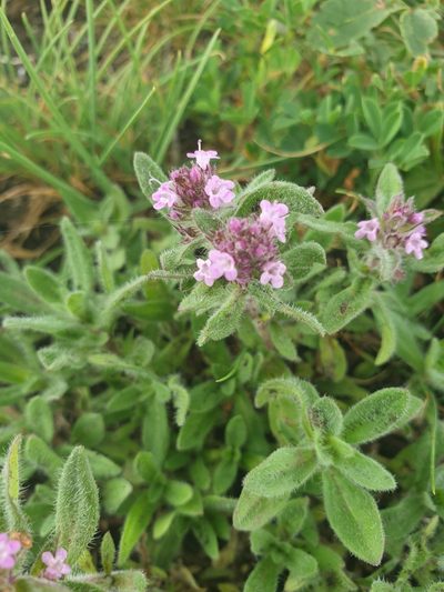 Thymus markhotensis, photographed by Алена Ручка