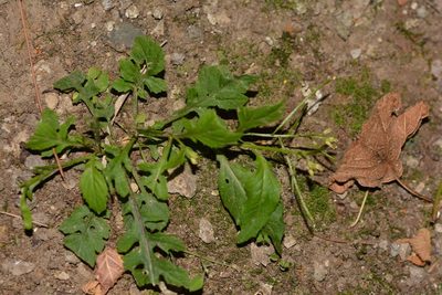 Rorippa dubia, photographed by Neptalí Ramírez Marcial
