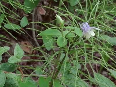 Aquilegia brevistyla, photographed by Syd Cannings