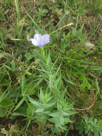 Linum nervosum, photographed by Алена Ручка