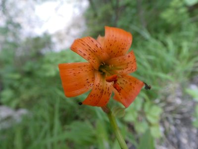 Lilium carniolicum, photographed by Philipp Pavelka