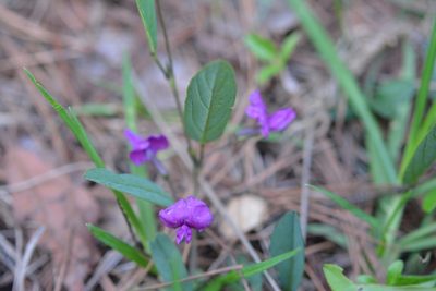 Cologania broussonetii, photographed by Neptalí Ramírez Marcial