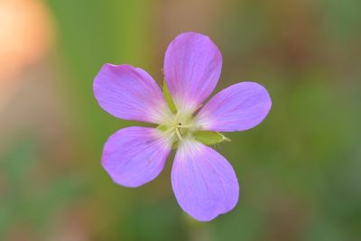 Geranium goldmanii, photographed by Neptalí Ramírez Marcial