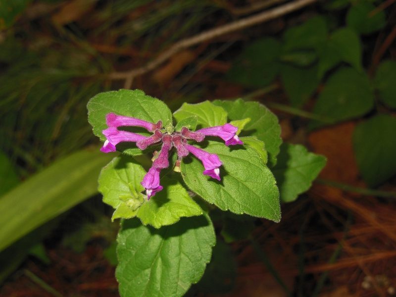 Scutellaria guatemalensis, photographed by Neptalí Ramírez Marcial