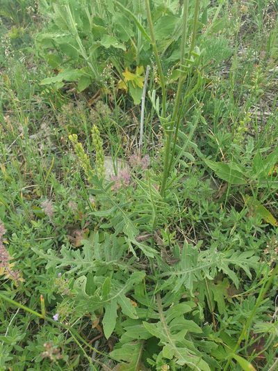 Klasea radiata, photographed by Алена Ручка