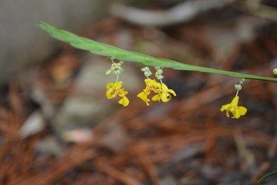 Lockhartia oerstedii, photographed by Neptalí Ramírez Marcial