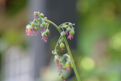 Thalictrum guatemalense, photographed by Neptalí Ramírez Marcial