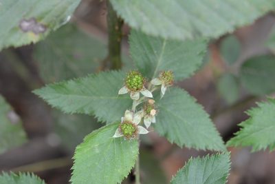 Rubus coriifolius, photographed by Neptalí Ramírez Marcial