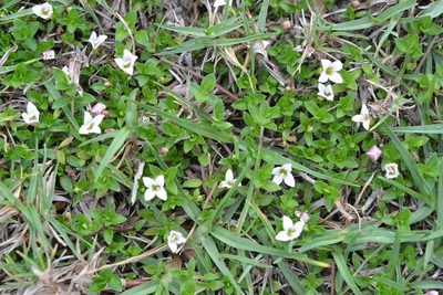 Arcytophyllum serpyllaceum, photographed by Neptalí Ramírez Marcial