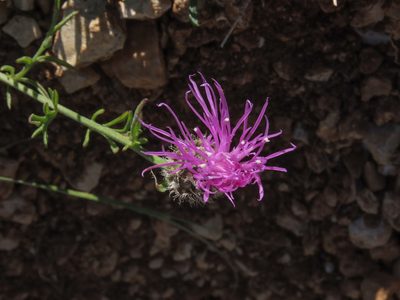 Centaurea ambigua, photographed by Emanuele Santarelli