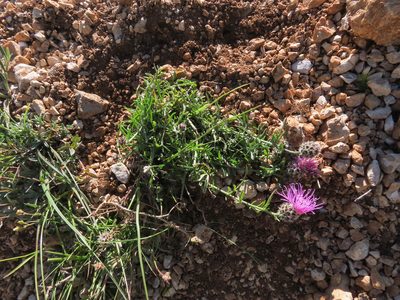 Centaurea ambigua, photographed by Emanuele Santarelli