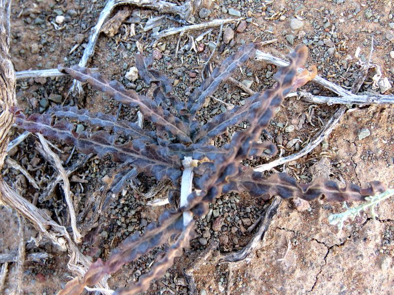 Fockea sinuata, photographed by Gigi Laidler