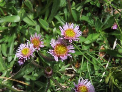Erigeron epiroticus, photographed by Emanuele Santarelli