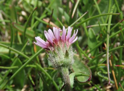 Erigeron epiroticus, photographed by Emanuele Santarelli