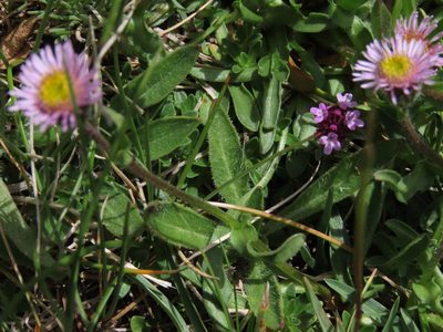 Erigeron epiroticus, photographed by Emanuele Santarelli