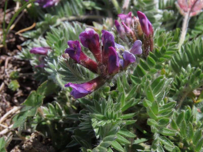 Oxytropis ocrensis, photographed by Emanuele Santarelli