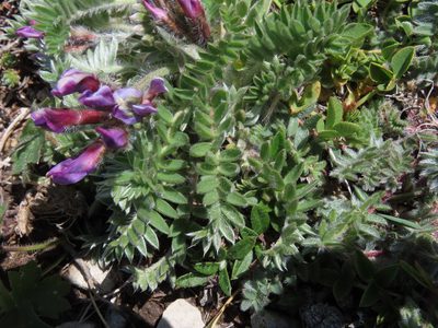 Oxytropis ocrensis, photographed by Emanuele Santarelli