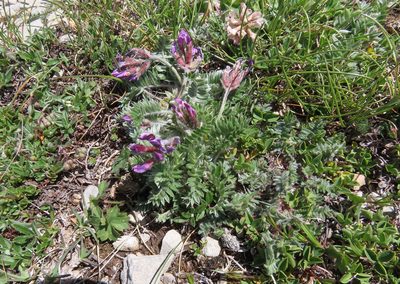 Oxytropis ocrensis, photographed by Emanuele Santarelli