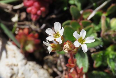 Saxifraga adscendens, photographed by Emanuele Santarelli