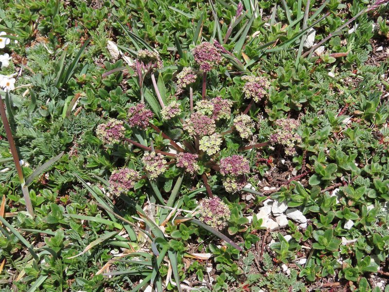 Trinia dalechampii, photographed by Emanuele Santarelli