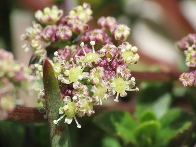 Trinia dalechampii, photographed by Emanuele Santarelli