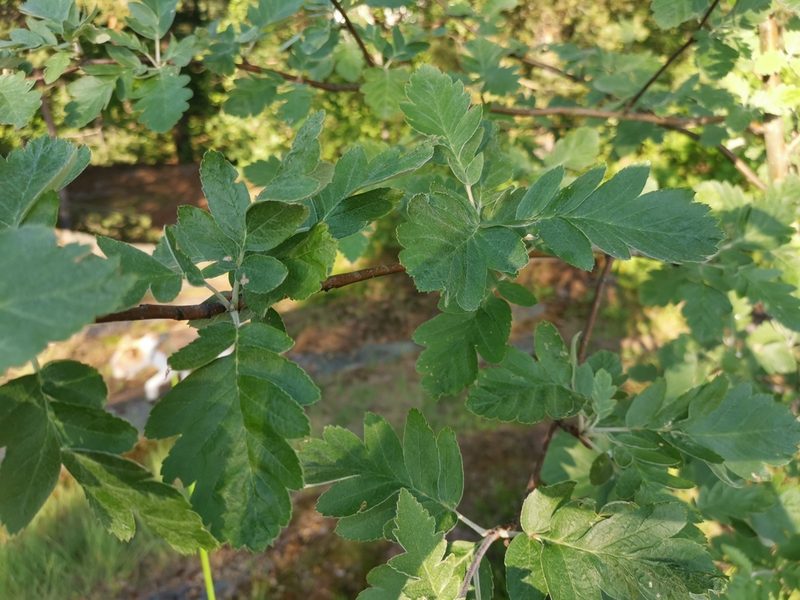 Hedlundia hybrida, photographed by Mikael Niku