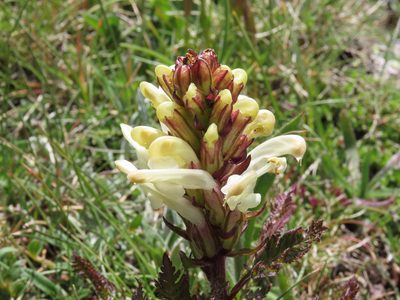 Pedicularis comosa, photographed by Emanuele Santarelli