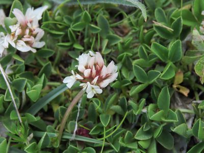 Trifolium thalii, photographed by Emanuele Santarelli