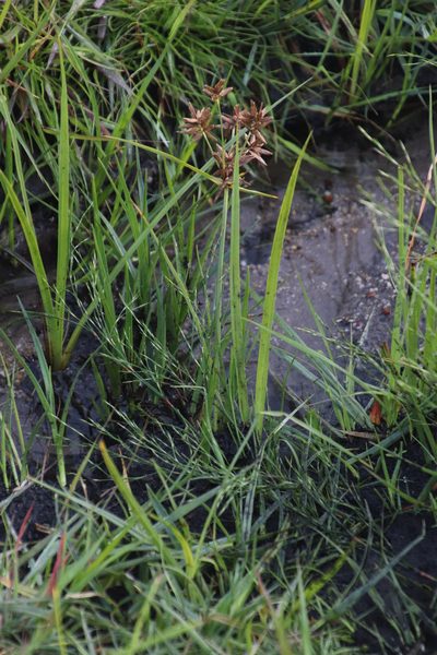 Cyperus nitidus, photographed by Tony Rebelo
