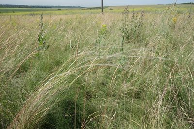 Stipa tirsa, photographed by Aleksei Baushev