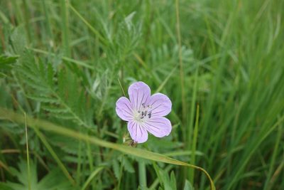 Geranium collinum, photographed by Aleksei Baushev
