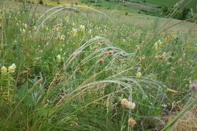 Stipa tirsa, photographed by Aleksei Baushev