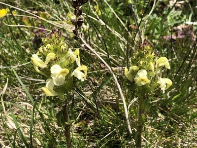 Pedicularis tuberosa, photographed by Jason Grant